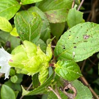 Strobilanthes hookeri Nees